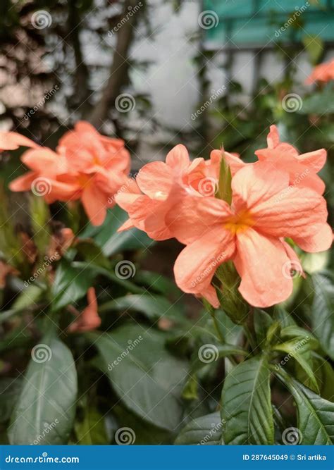 Orange Flowers that Attract the Attention of Many People Stock Image