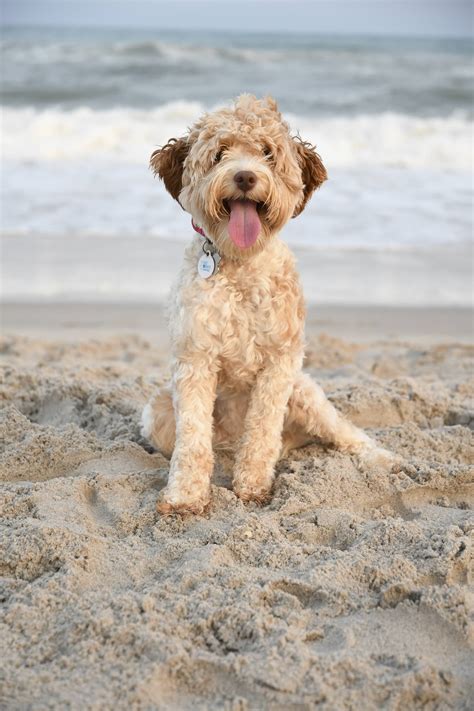 Do Labradoodles like water? - Eden Valley Manor