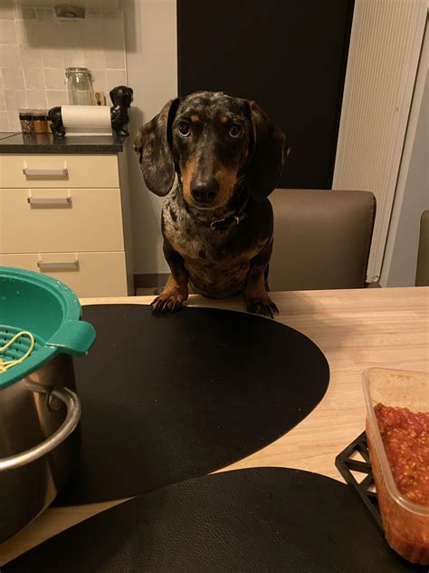 She supervises every meal I eat. : r/dachshunds