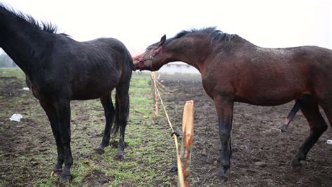 Sexual Behavior Of Horses On A Meadow In Spring Stock Footage Video ...