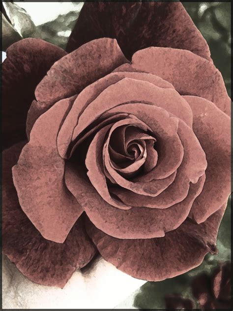 vintage rose vintage roses tattoos lovely plants photography