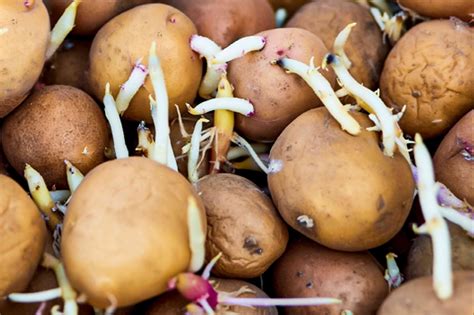 How and When to Harvest Potatoes