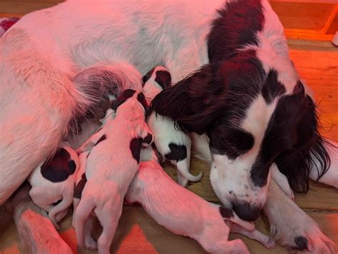 English Springer Spaniel Puppies For Sale