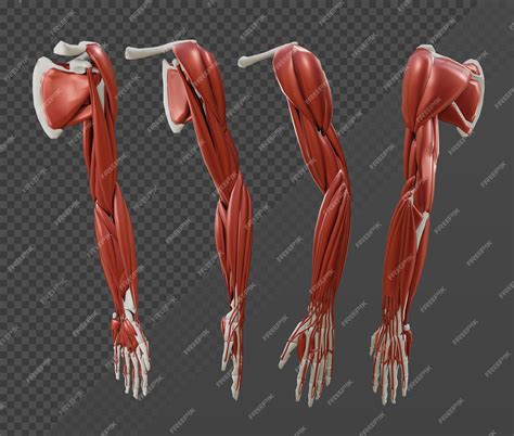 Premium PSD | 3d rendering anatomy of human body parts arm muscles and ...