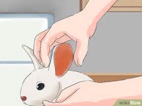 how to clean rabbit ears