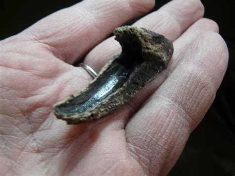 My Latest Hell Creek Dino Fossils - T-Rex And Triceratops - Member ...