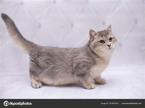 fluffy munchkin cat