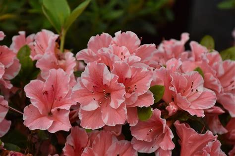 Encore® Azalea Autumn Sunburst™ | Calloway's Nursery