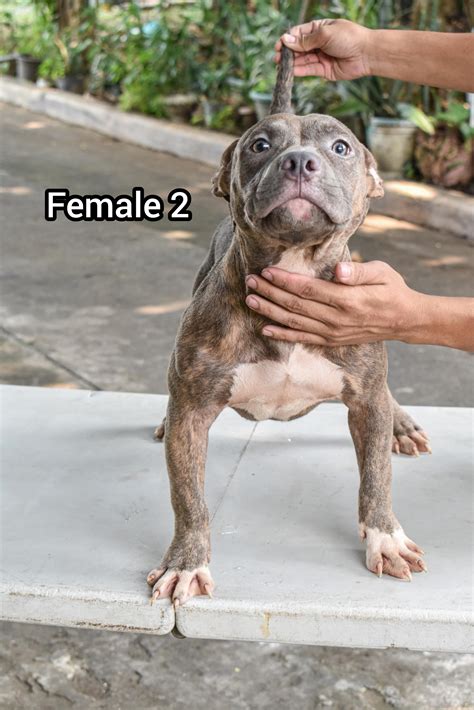 Americal Bully Cainta - Philippines Buy and Sell Marketplace - PinoyDeal