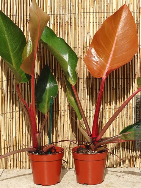 Philodendron Autumn