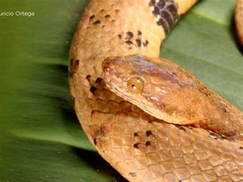 Nueva especie de serpiente boa endémica fue descubierta en la Amazonía ...