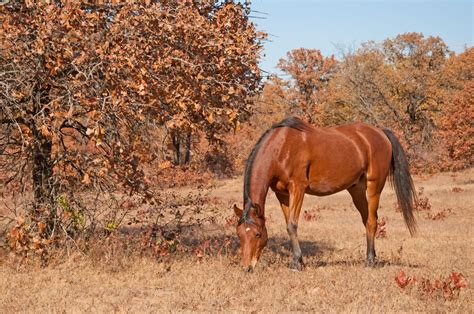 What Does an Arabian Horse Eat: Comprehensive Feeding Guide ...