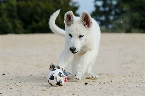 Kishu Ken Dog Breed Information: 11 Things to Know - Your Dog Advisor