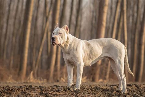 5+ Best Dogo Argentino Breeders In The United States