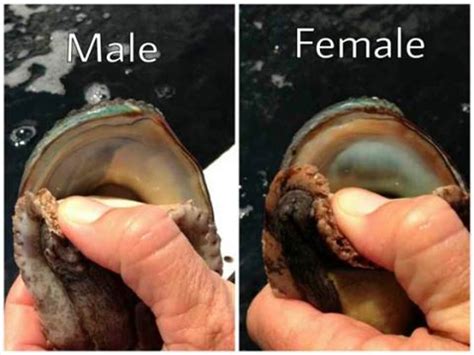 アワビの豆知識♪ - 雄 雌の見分け方！- | Kona Abalone コナ・アバロニ