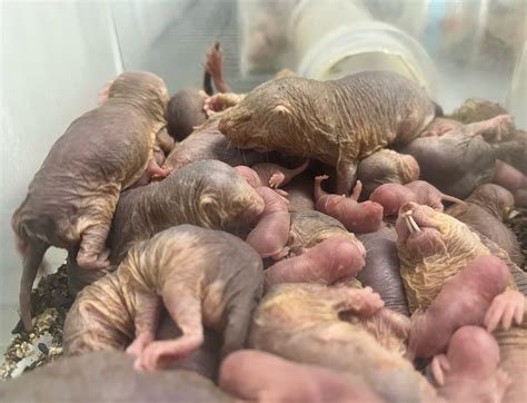 unveiling  social structure  naked mole rat colonies centered