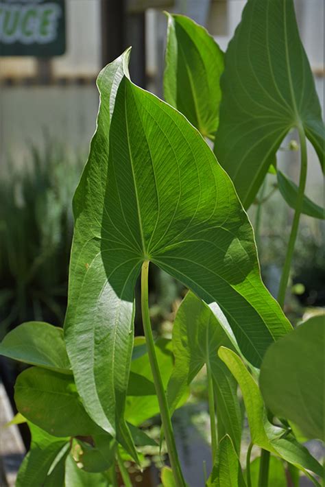 broadleaf arrowhead sagittaria latifolia  baltimore timonium hunt