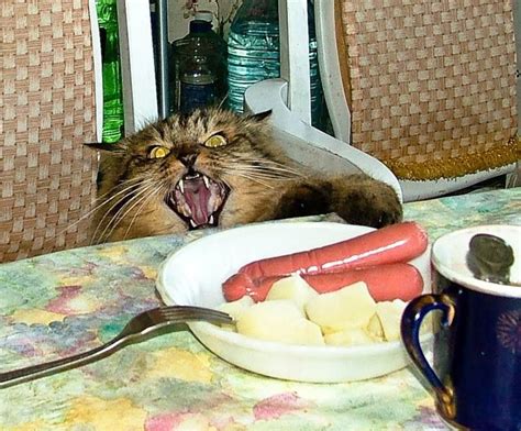 Криминальные котейки | Cute animal pictures, Cute cats, Happy cat