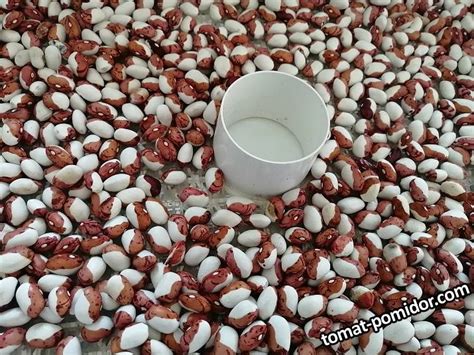 Фасоль Красная шапочка.jpg - Альбомы - tomat-pomidor.com