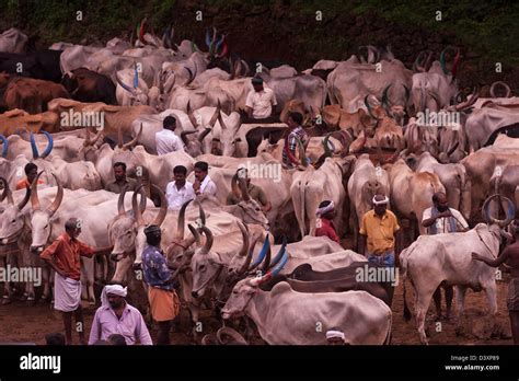 Bull market hi-res stock photography and images - Alamy