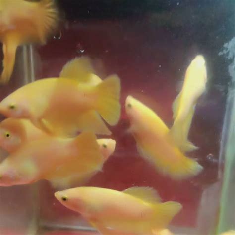 produk guppycupang shopee indonesia