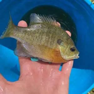 Freshwater Fish Species in Georgia 2023 (ID + Pics) - Pond Informer