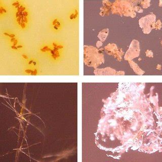 -Examples of samples of solid particles which can be identified at a... | Download Scientific ...