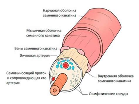 Фото мужская мошонка – Что такое мошонка у мужчин - фото, строение и ...