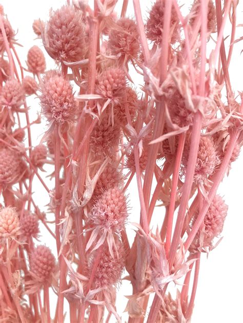 Sea Holly-Pink – Wild Blooms