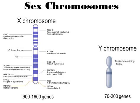 chromosome  chromosome function  chromosome disorders