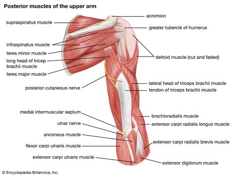 arm definition bones muscles facts britannica