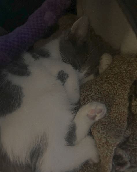 Katonah Bedford Veterinary Center