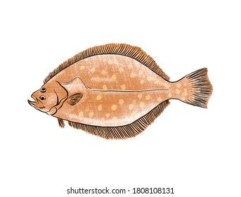 4,261 Flounder illustration Images, Stock Photos & Vectors | Shutterstock