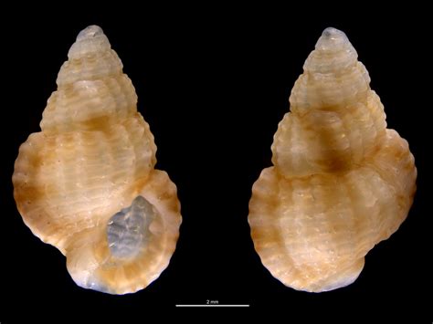 Tritia varicosa | Tritia varicosa | Hans Hillewaert | Flickr