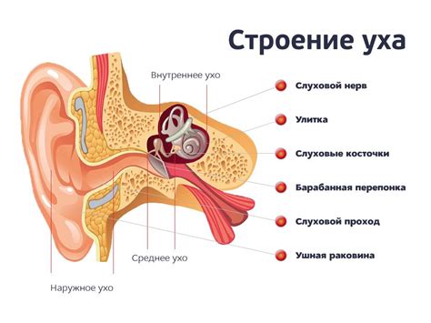 строение уха: 17 тыс изображений найдено в Яндекс.Картинках ...