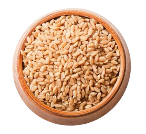 Golden Organic Whole Wheat Grain, For Making Flour at Rs 29/kg in Guwahati