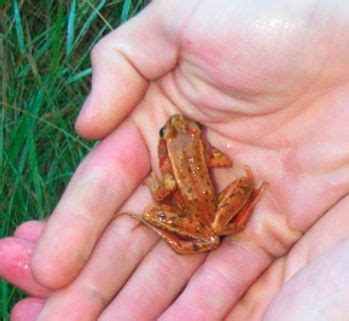Amphibians