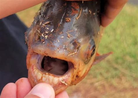 Rare Piranha-like Fish with ‘Human Teeth’ Caught in Oklahoma ...