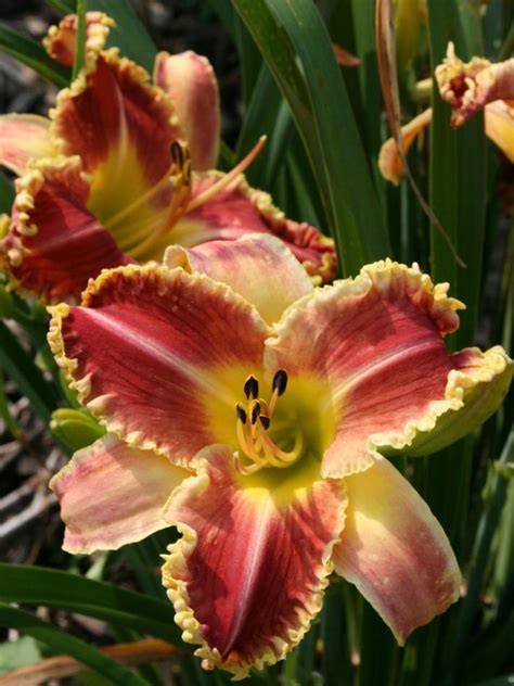 Learn All About 70 Different Daylily Varieties | HGTV