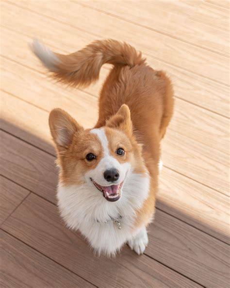Are Corgi Puppies Born With Tails