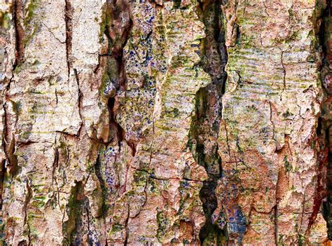 close    detailed tree bark texture  high resolution