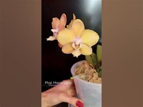 Орхидея фаленопсис Phal. Maple Valley нежный оранжевый с веснушками ...