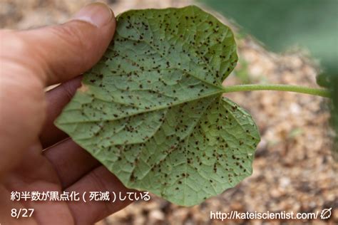 キュウリに被害移行中・・・害虫被害ローテーション！ - 家庭菜園ティスト家庭菜園ティスト