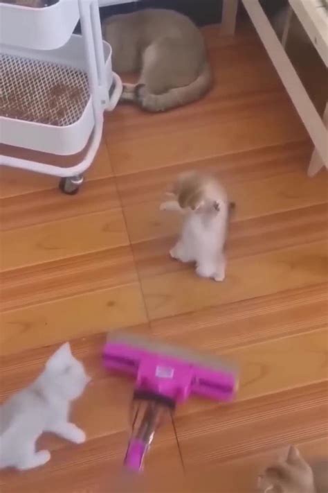 Funniest cats and dogs videos - One News Page VIDEO