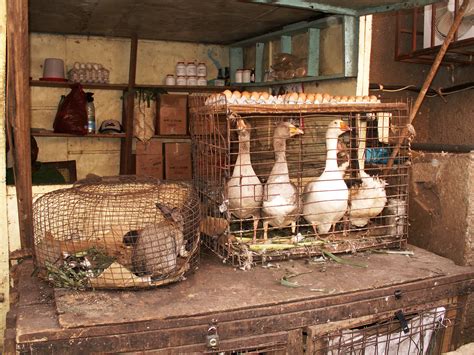 Free Images : wood, food, africa, egg, cage, market stall, hare, geese ...