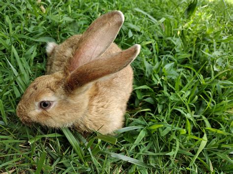 Baby Bunny Luv Rabbitry