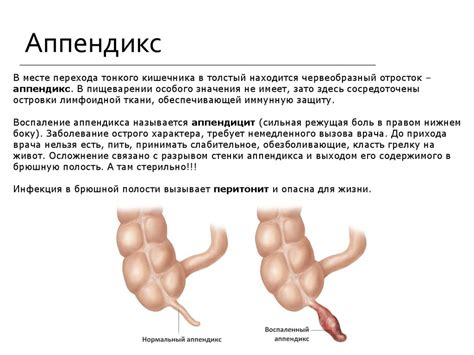 Пищеварительная система. Передний отдел жкт. Пищеварение в ротовой ...