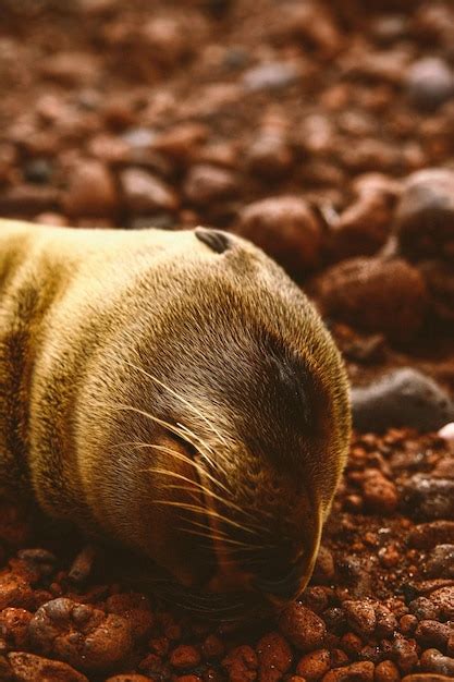 Premium Photo | Sea lion sleeping on the beach