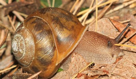 Mesodon normalis
