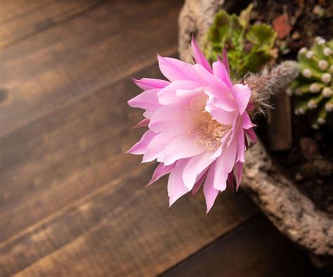 Best flowering cacti: 8 stunning varieties | Homes & Gardens